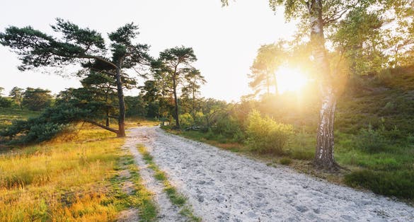 photo of landscape with sun rays shining through a tree at brunssummerheide in the Netherlands.