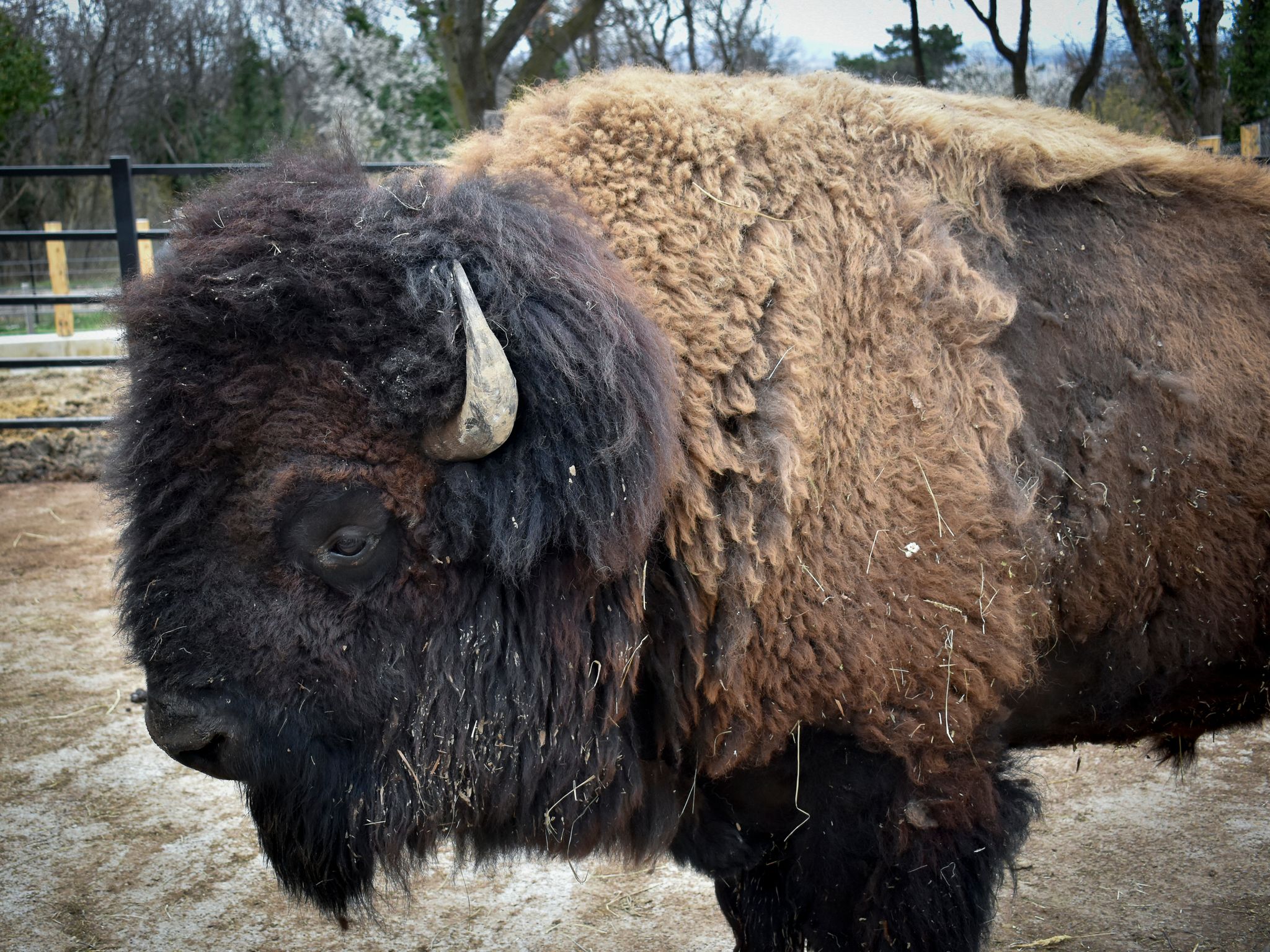 photo of view of Close up of a buffalo in a zoopark, Pecs, Hungary.