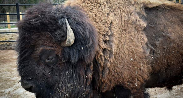 photo of view of Close up of a buffalo in a zoopark, Pecs, Hungary.