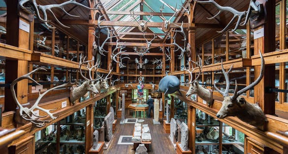 Dunrobin museum with animal trophy.