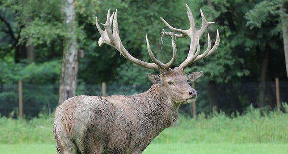 photo of view of Rothirsch, Düsseldorf, Germany.