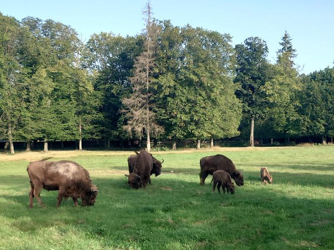 Rezerwat Pokazowy Żubrów,Poland.