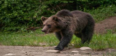 Carpathian Wilderness: A Wildlife Experience from Brașov