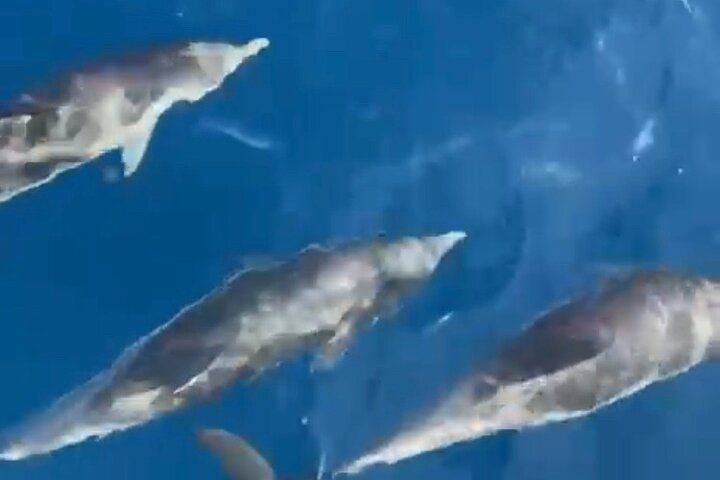 Cruise / navigation in the islands DE Lerins