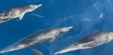 Cruise / navigation in the islands DE Lerins