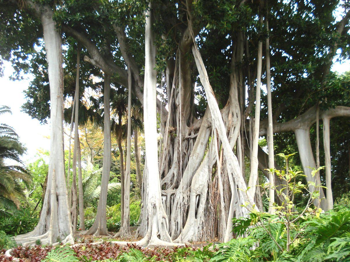 Botanical Garden, Spain