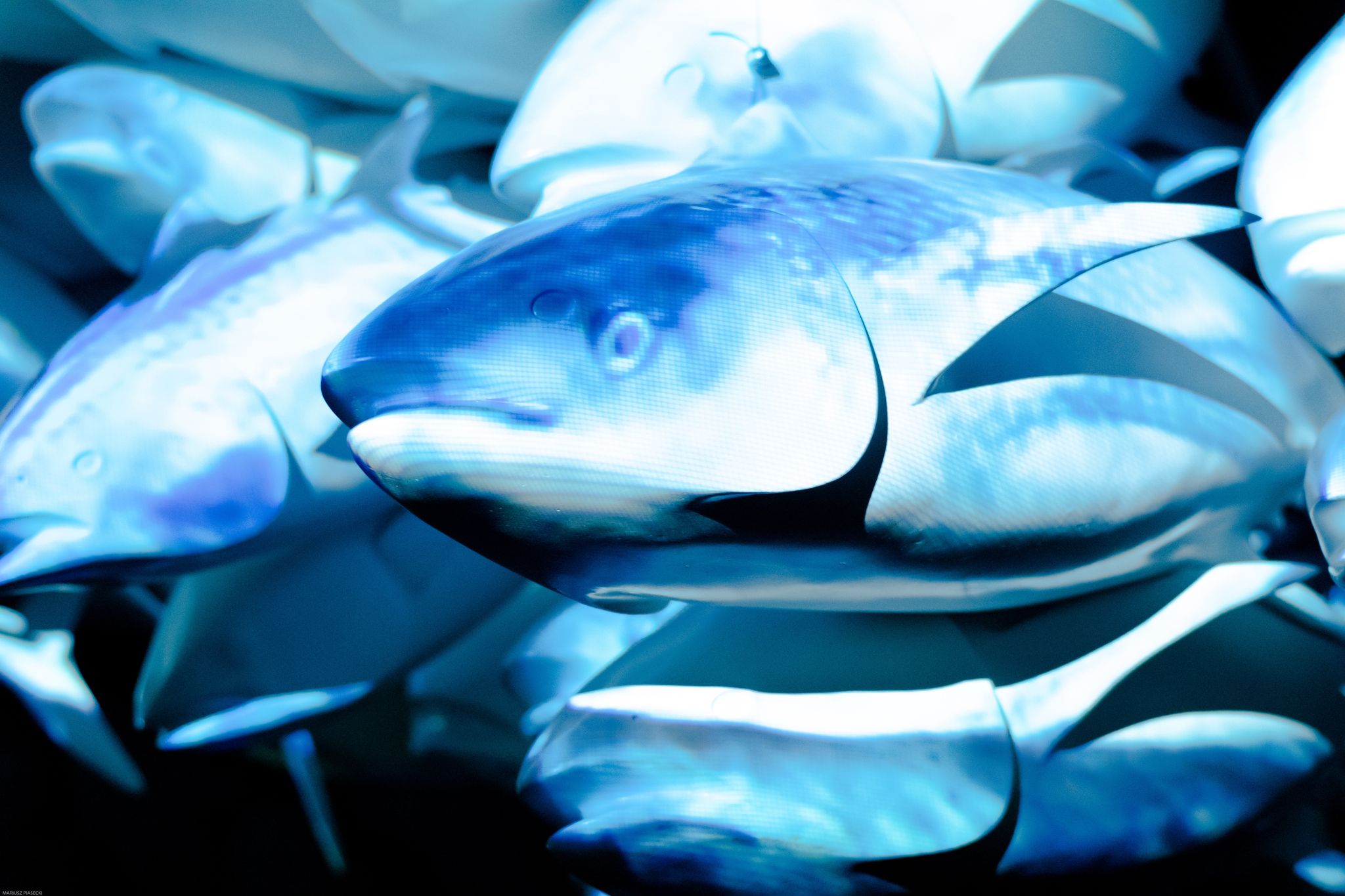 A group of tuna fish swimming in the sea.