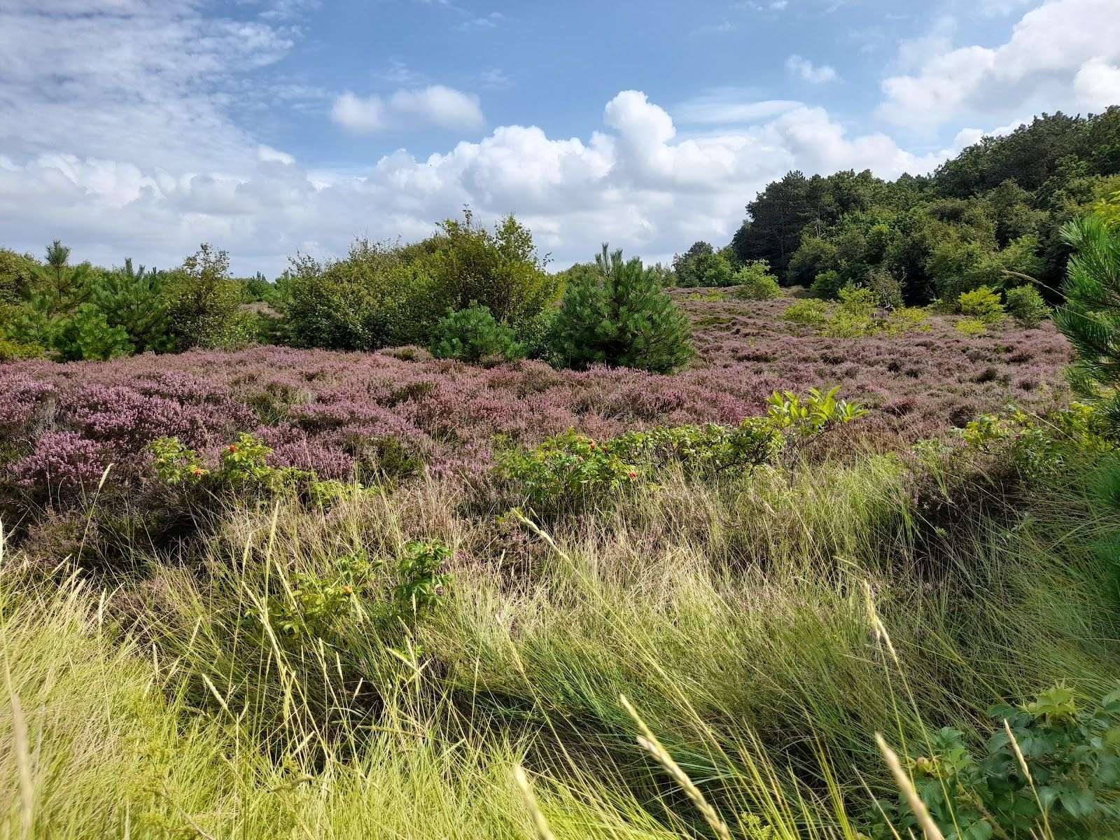 Sahlenburger Heide, Cuxhaven, Landkreis Cuxhaven, Lower Saxony, Germany