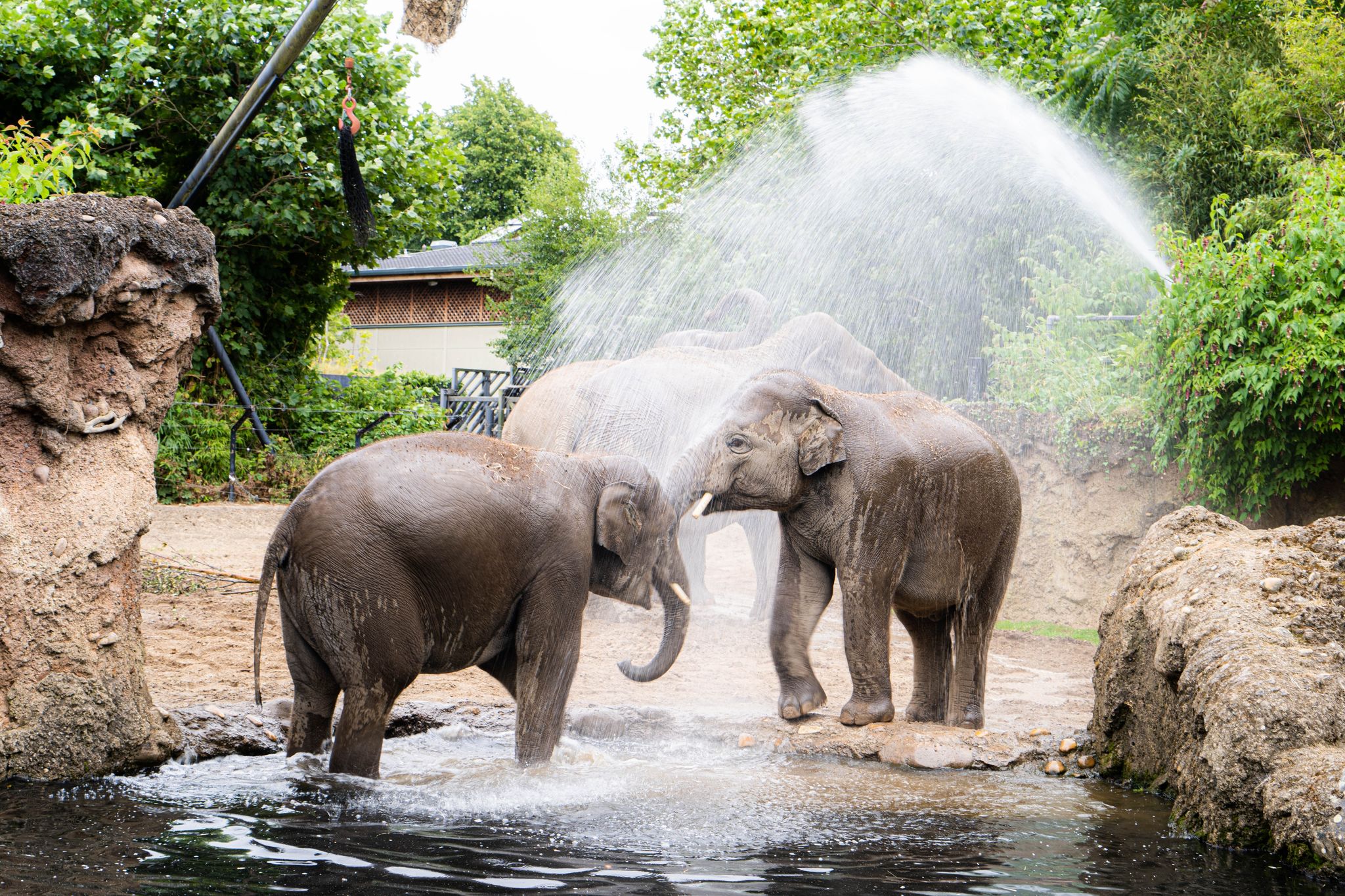 Photo of Elephants enjoying their envirement in Dublin Zoo.