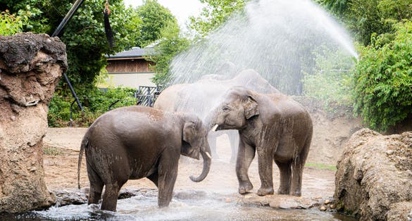 Photo of Elephants enjoying their envirement in Dublin Zoo.