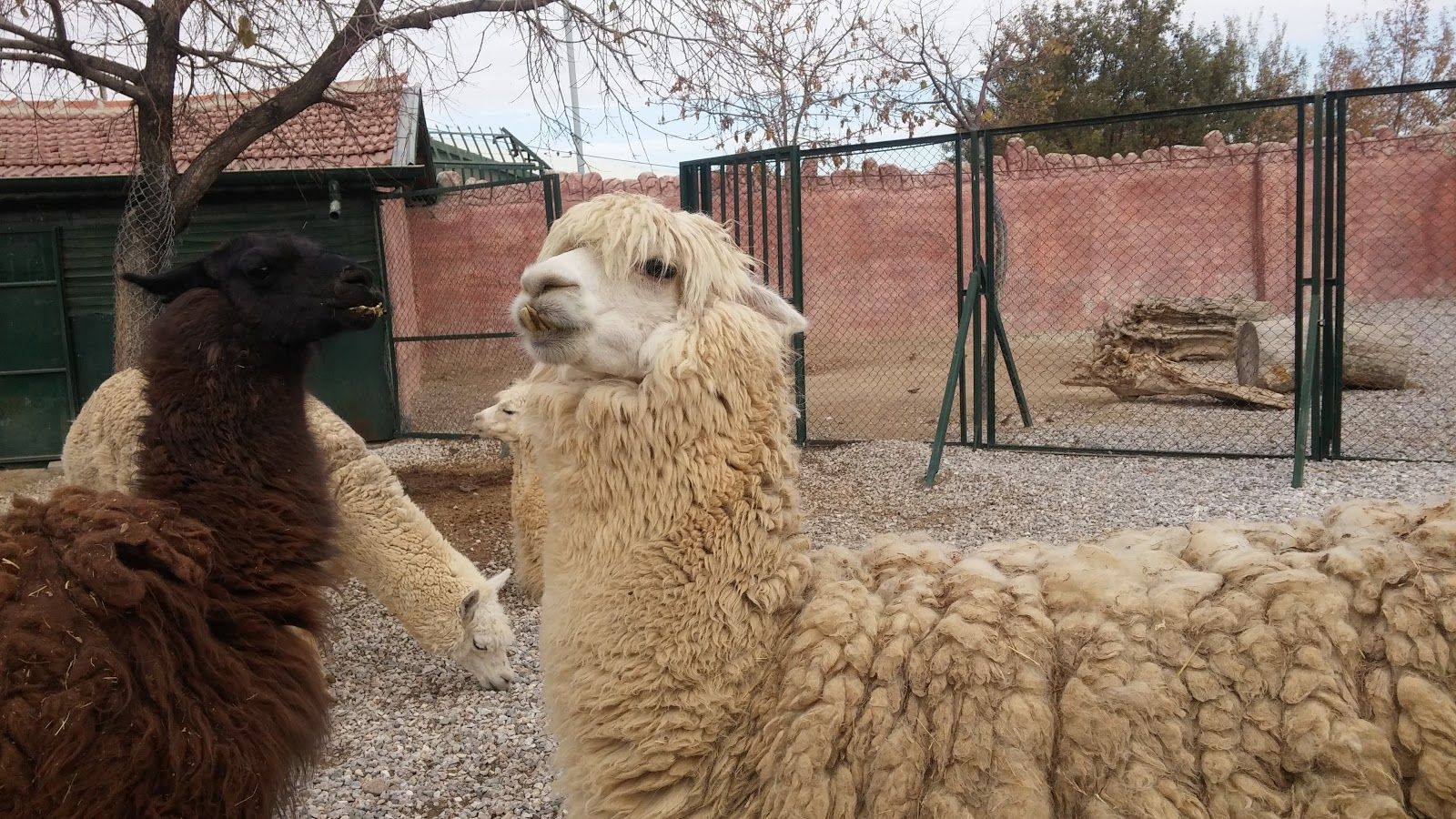 Karatay Belediyesi Hayvanat Bahçesi, Fetih Mahallesi, Karatay, Konya, Central Anatolia Region, Turkey