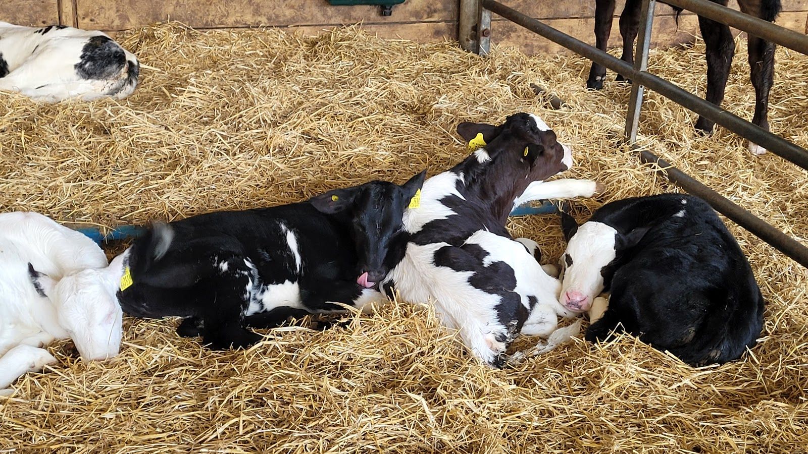 Longdown Activity Farm, Denny Lodge, New Forest, Hampshire, South East England, England, United Kingdom
