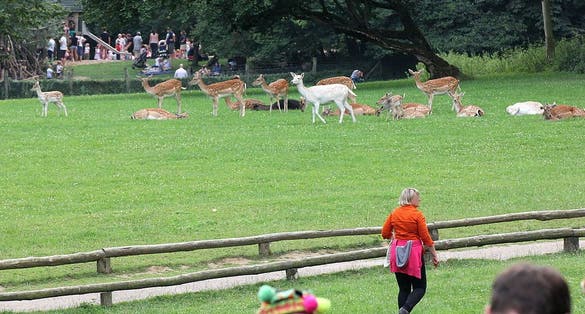 photo of view Weitere Einzelheiten Das Freilaufgehege des Damwilds im Wildpark im Grafenberger Wald, Düsseldorf, Germany.