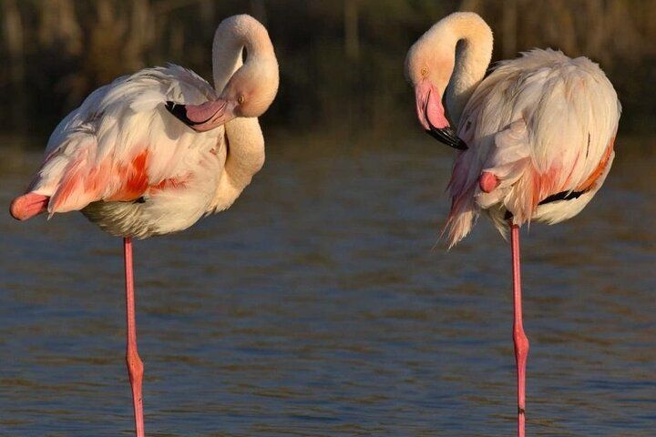 Two flamingos stand on one leg in shallow water, resting their heads on their backs in the warm sunlight..jpg