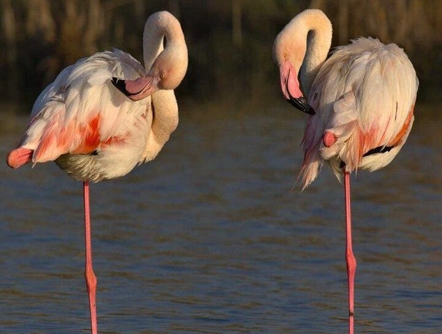 Two flamingos stand on one leg in shallow water, resting their heads on their backs in the warm sunlight..jpg