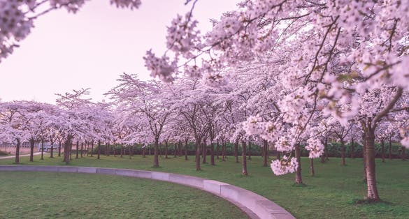 photo of Bloesempark is a pink Japanese cherry blossom garden in Amstelveen in full bloom in Amsterdamse Bos, The Netherlands.