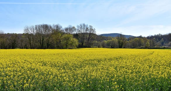 Photo of beautiful landscape of rapeseed fields, la Garrotxa, Girona.