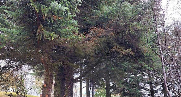 photo of view of Sitkagreniröð, Hafnarfjörður.