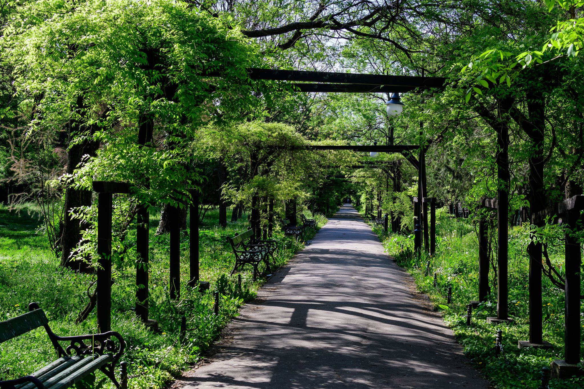 Photo of minimalist garden landscape with linden trees and green leaves near a grey alley in a sunny summer day in Cismigiu Garden (Gradina Cismigiu), a public park in the city center of Bucharest, Romania.