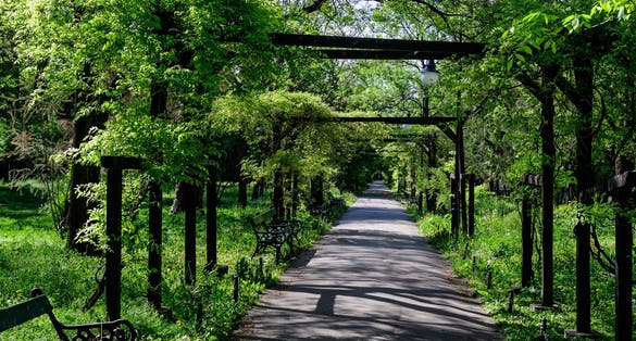 Photo of minimalist garden landscape with linden trees and green leaves near a grey alley in a sunny summer day in Cismigiu Garden (Gradina Cismigiu), a public park in the city center of Bucharest, Romania.