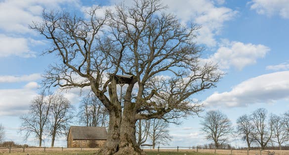 Kaive Oak - the thickest tree in Latvia and in all Baltic States.