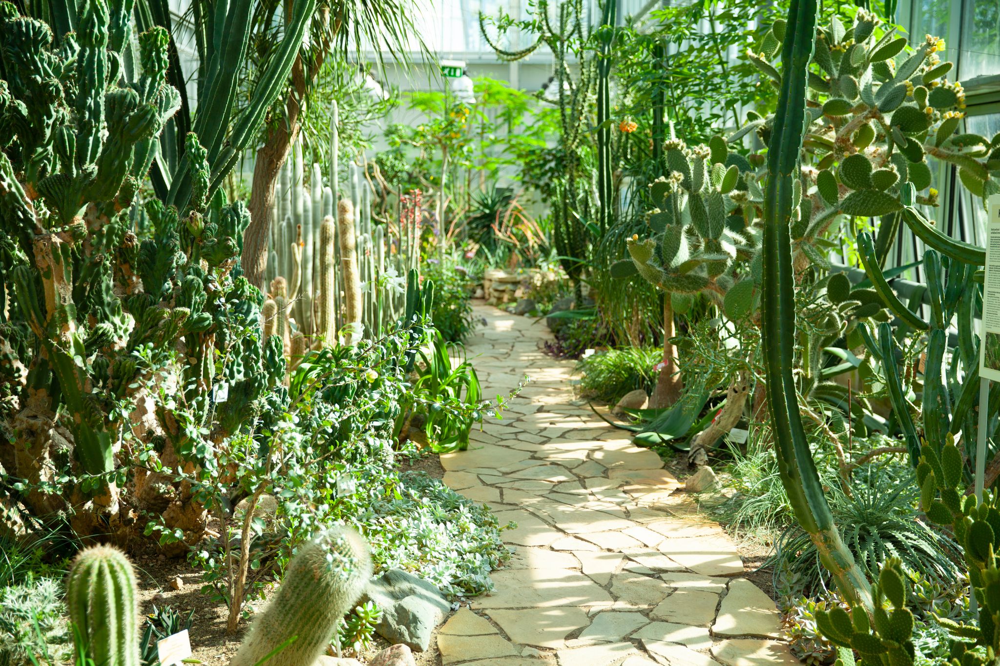 Photo of Cactus greenhouse in Tallinn botanical garden.