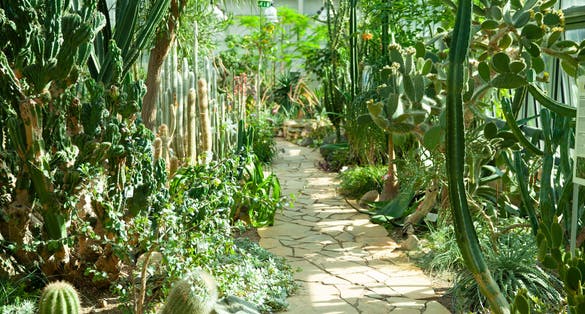Photo of Cactus greenhouse in Tallinn botanical garden.