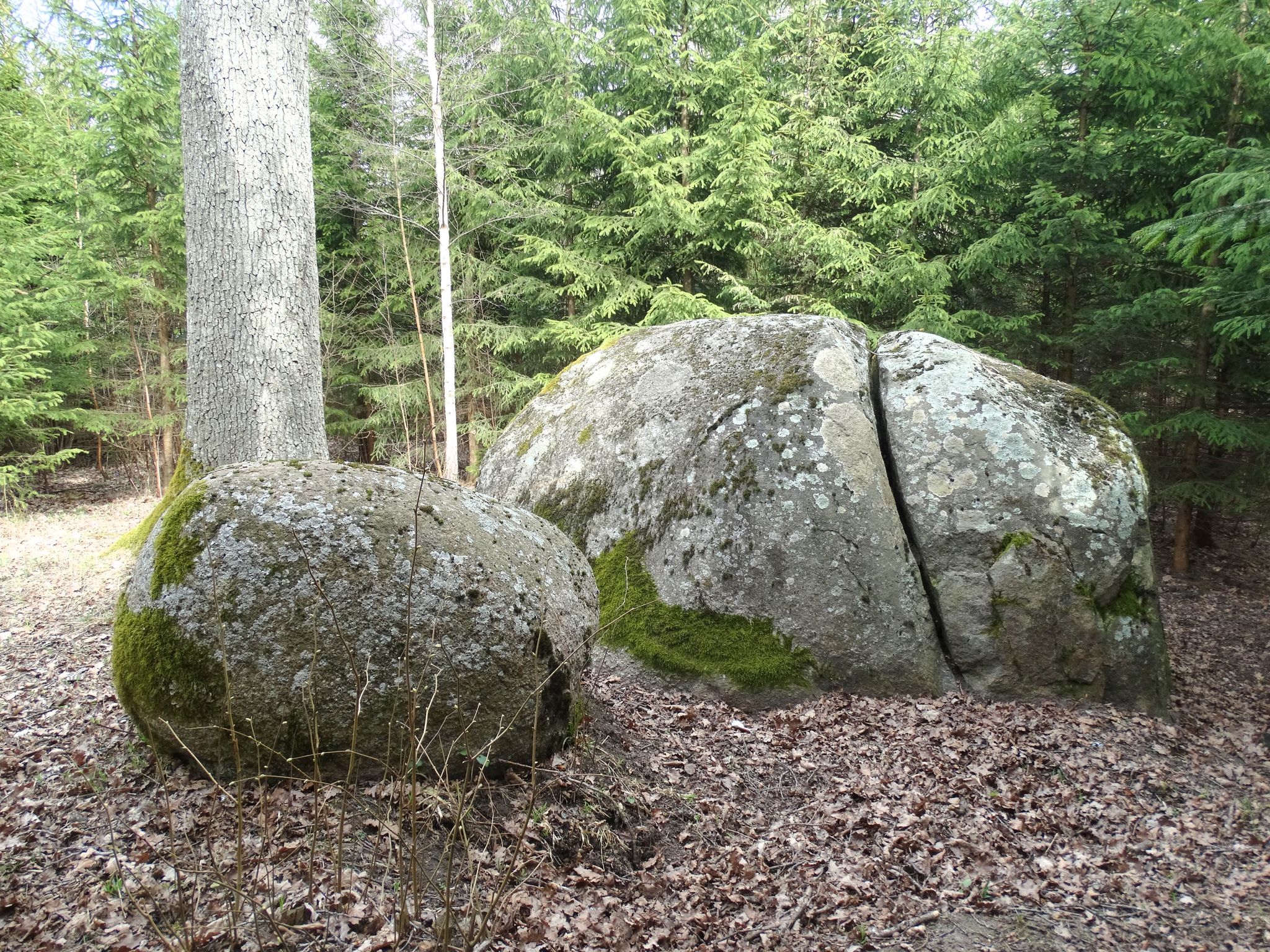 Devil's stone or Velnio akmuo - a heritage object in Druskininkai, Švendubrė