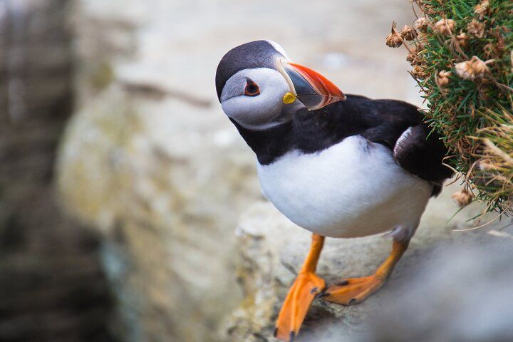 Tours of Neolithic Orkney