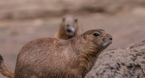 Photo of running black-tailed prairie dog in Zoo Decin, Czech Republic.