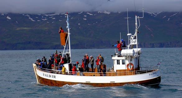 Whale watching in Husavik in Iceland