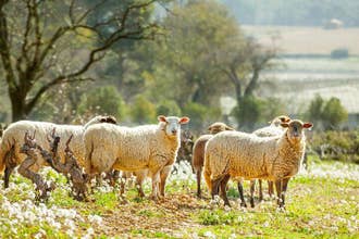 Lagrasse Wine Tasting Tour