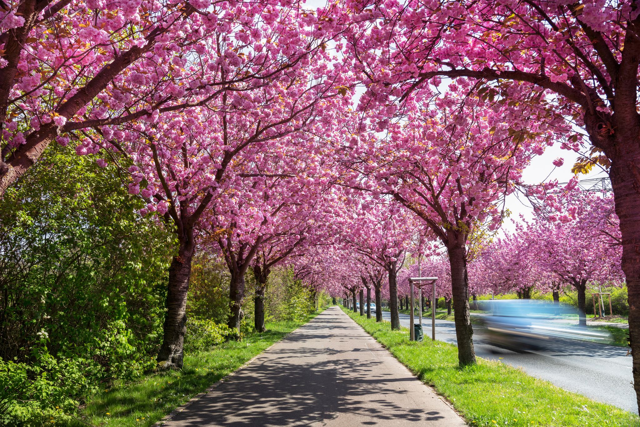 beautiful pink flowering cherry tree avenue in Holzweg, Magdeburg, Saxony-Anhalt, Germany, footpath under sunny arch of cherry blossoms