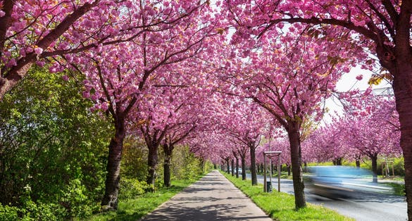 beautiful pink flowering cherry tree avenue in Holzweg, Magdeburg, Saxony-Anhalt, Germany, footpath under sunny arch of cherry blossoms