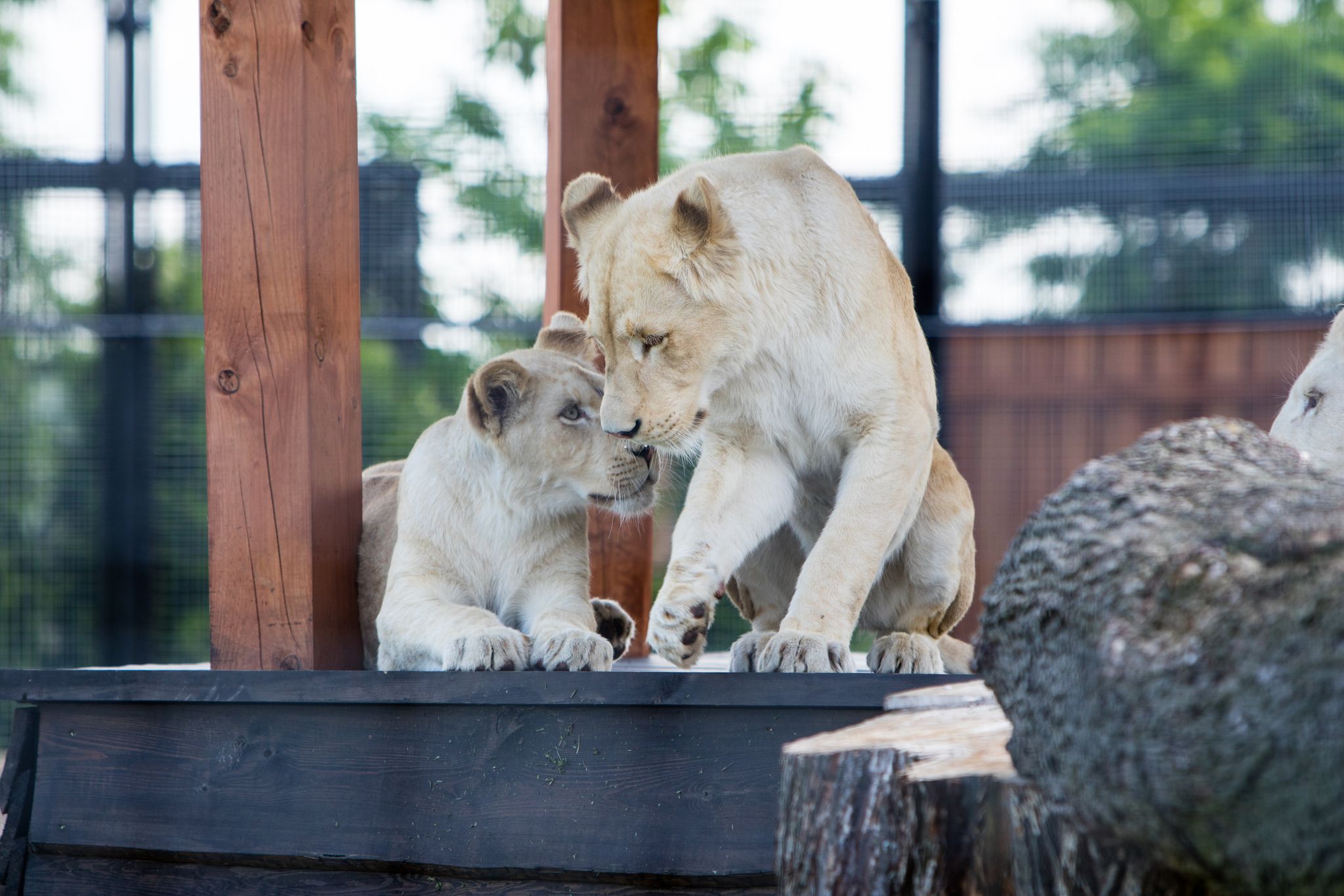White Lion Panthera leo krugeri, Zoo Safari, Borysew, Poland