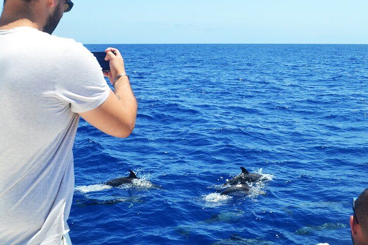 Luxury Dolphin and Whale Watching in Funchal, Portugal
