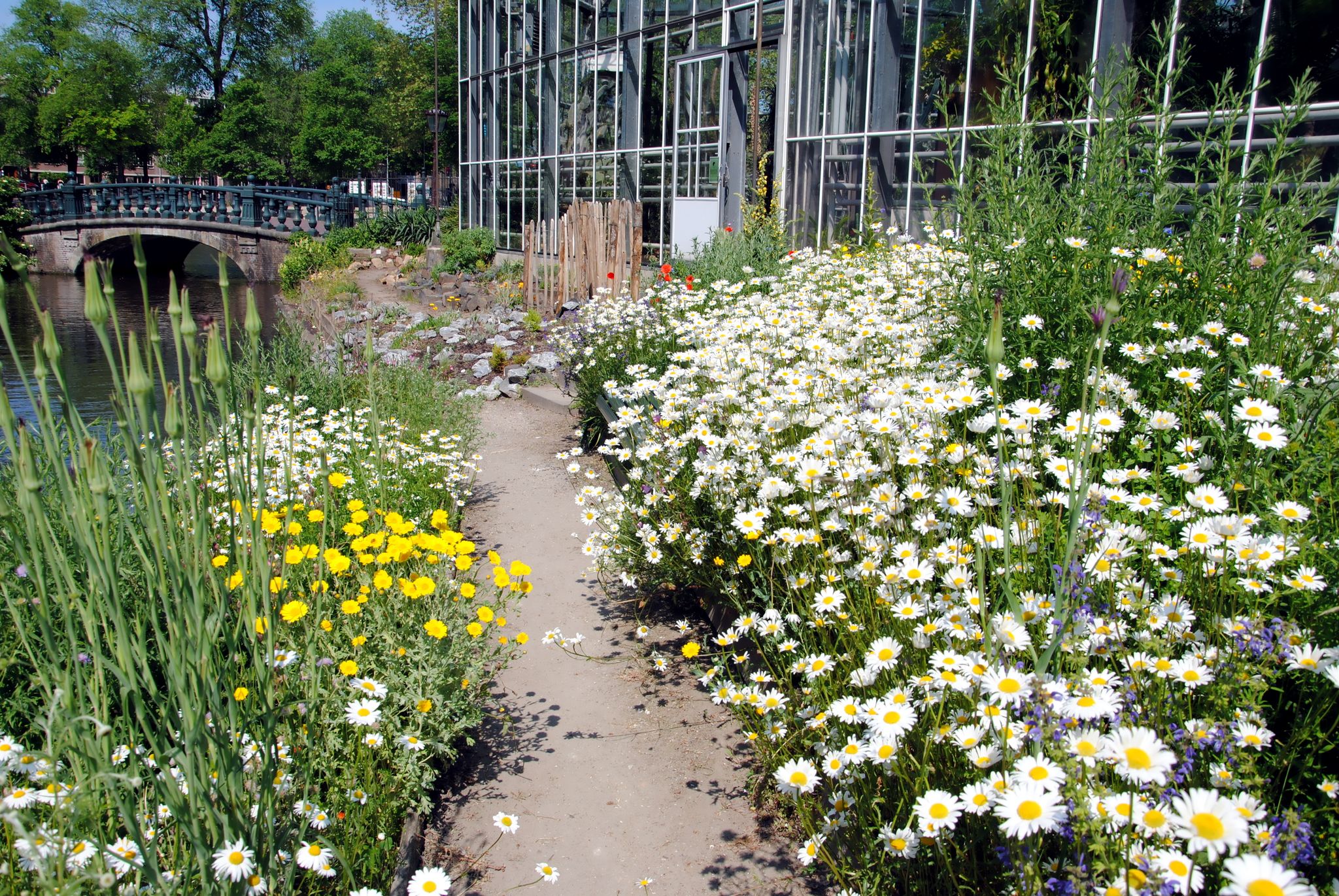 photo of the wild meadow of the Hortus Botanicus Amsterdam, the Netherlands.