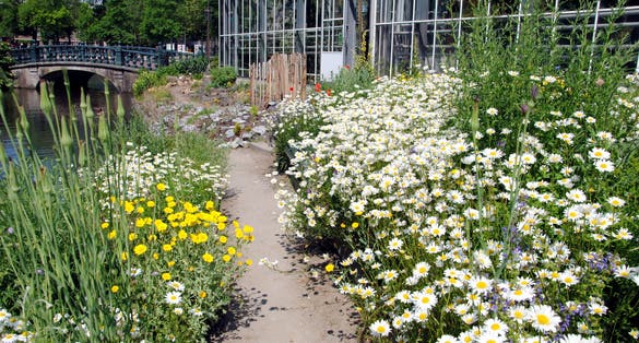 photo of the wild meadow of the Hortus Botanicus Amsterdam, the Netherlands.