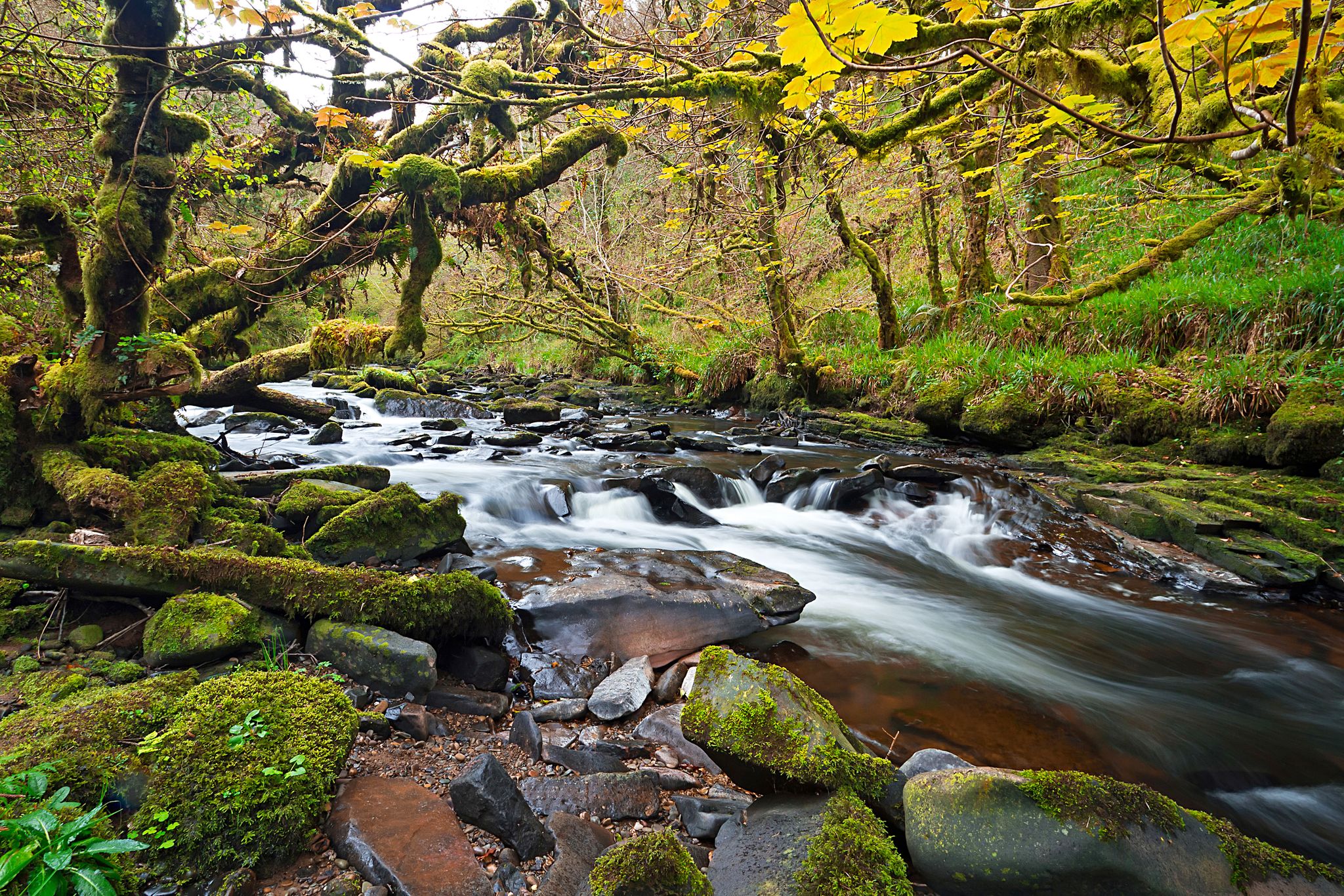 Irish creek of Clare Glens in Co. Limerick