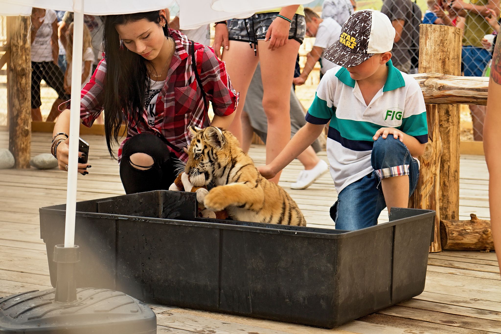 Small tiger plays with visitors at the zoo Contact.