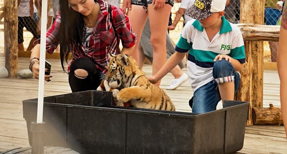 Small tiger plays with visitors at the zoo Contact.