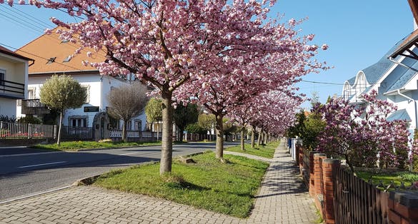 photo of  view of Heviz. Hungary. Thermal lake Heviz. Spring.