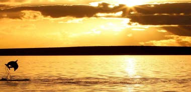 Poreč: Sunset Dolphin Safari Cruise with Drinks