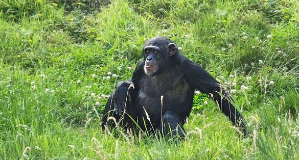Chimpanzees in the grass