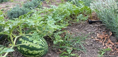 Half-Day Private Guided Tour of Orheiul Vechi and a Farmhouse