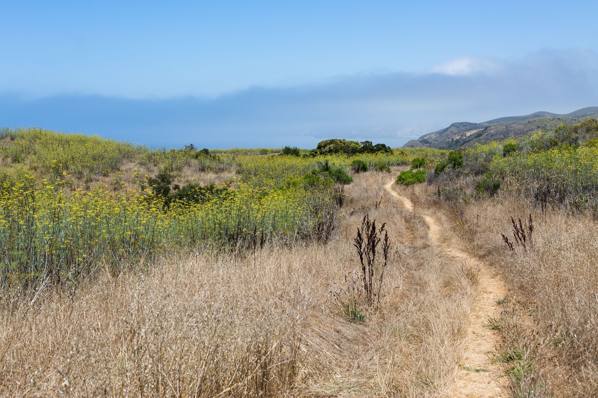 Trail through Nature