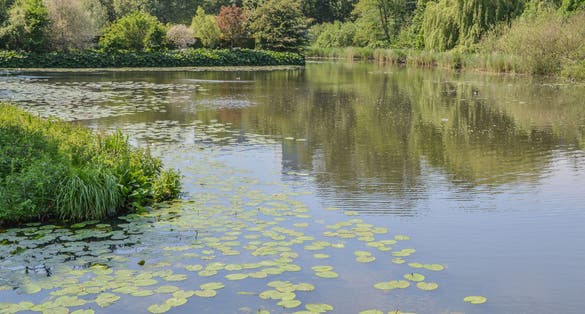 photo of a pond at the Amstelpark in Amsterdam, The Netherlands.
