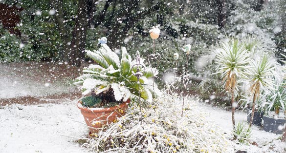 photo of view of Snow falls on a mediterranean garden in February. Cycas, yuccas, and palm trees in the background covered with white snow. Valbonne, France