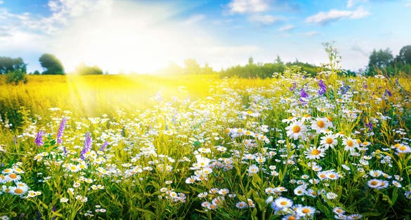 photo of view of A beautiful, sun-drenched spring summer meadow. Natural colorful panoramic landscape with many wild flowers of daisies against blue sky. A frame with soft selective focus.,Vienna Austria.