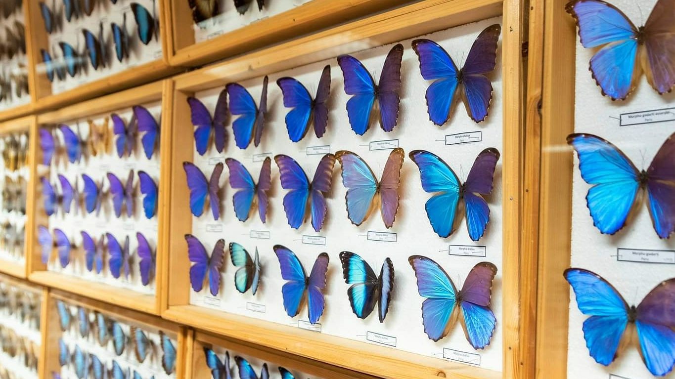 Lepke- és ásványkiállítás, Tokaj, Tokaji járás, Borsod-Abaúj-Zemplén, Northern Hungary, Great Plain and North, Hungary
